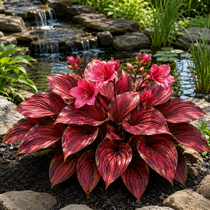 🌸Flowering Hosta bulbs – with shimmering leaves, create an elegant, shady garden 🌿
