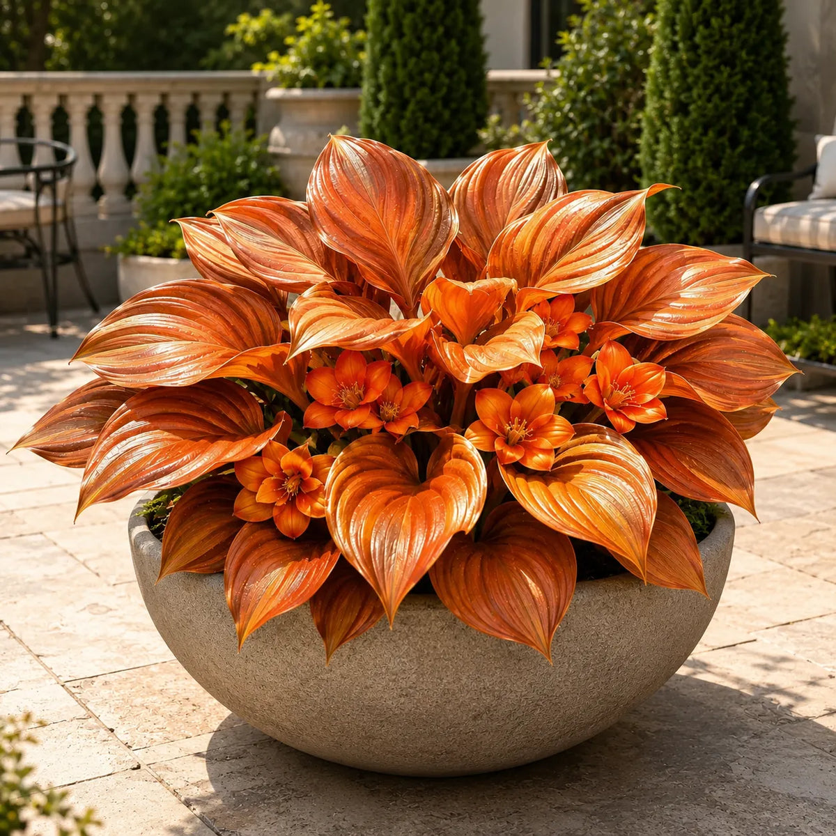 🌸Flowering Hosta bulbs – with shimmering leaves, create an elegant, shady garden 🌿