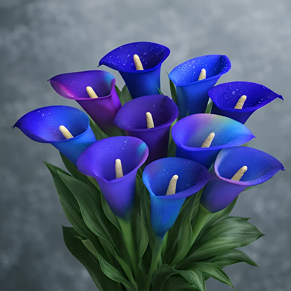 🌈✨ Mystical Aurora Calla Lily — Rare & Elegant Blooms
