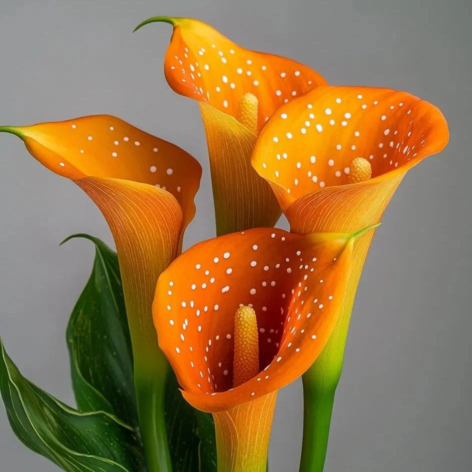 🌈✨ Mystical Aurora Calla Lily — Rare & Elegant Blooms