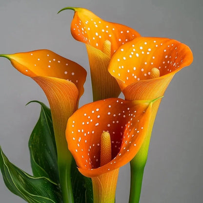 🌈✨ Mystical Aurora Calla Lily — Rare & Elegant Blooms