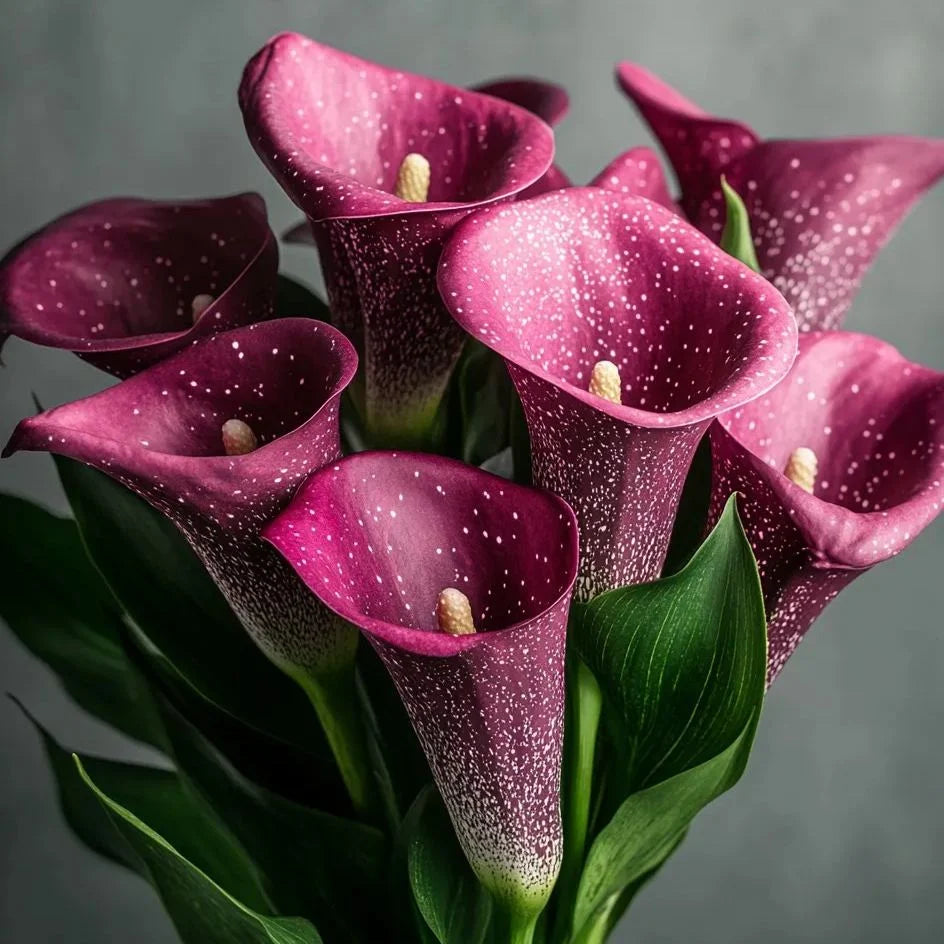 🌈✨ Mystical Aurora Calla Lily — Rare & Elegant Blooms