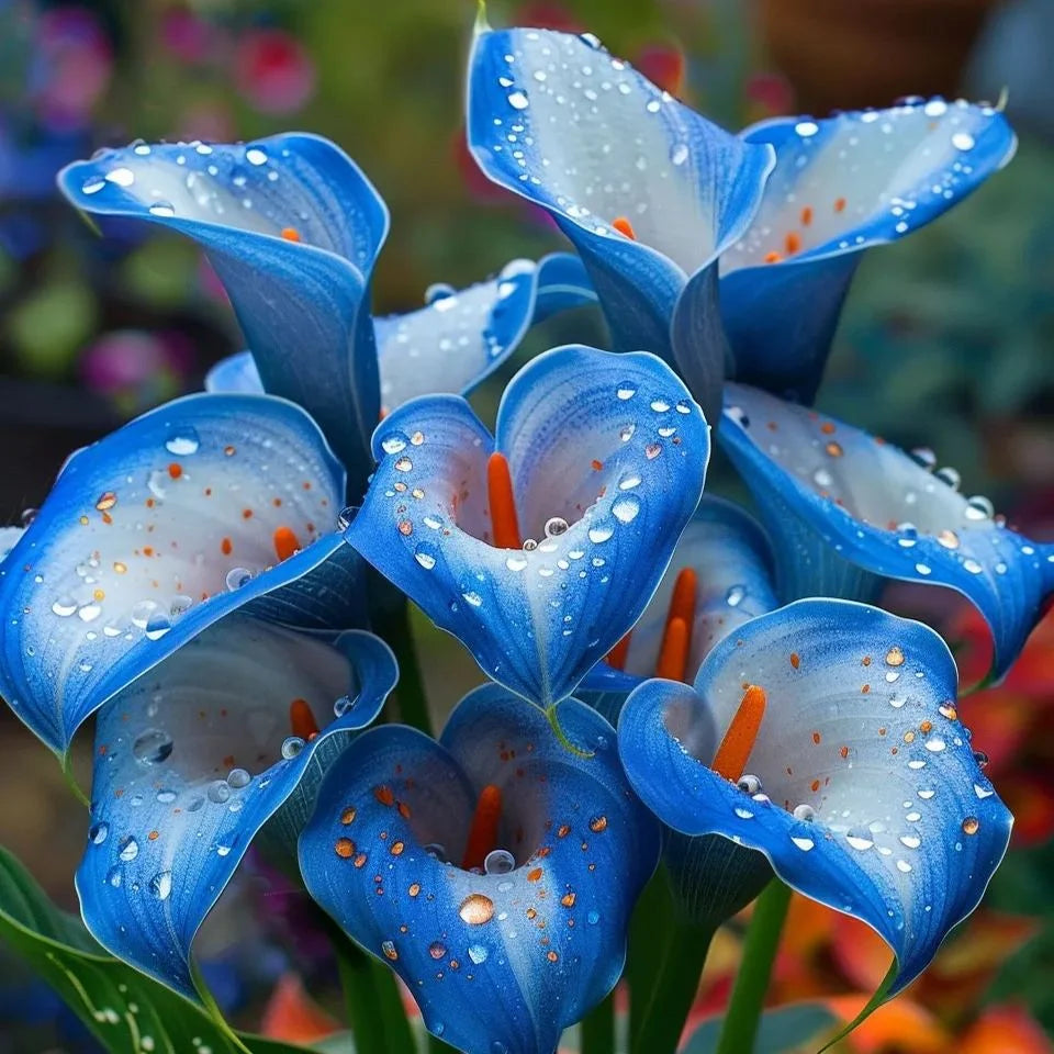 🌈✨ Mystical Aurora Calla Lily — Rare & Elegant Blooms