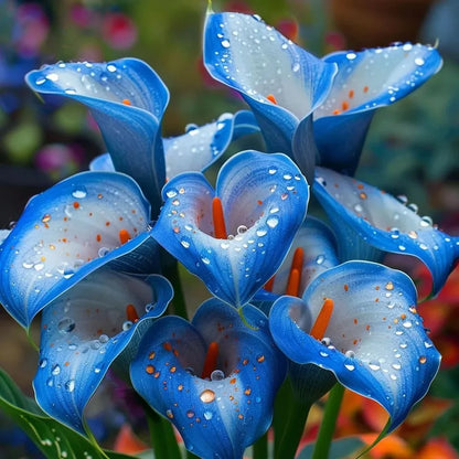 🌈✨ Mystical Aurora Calla Lily — Rare & Elegant Blooms
