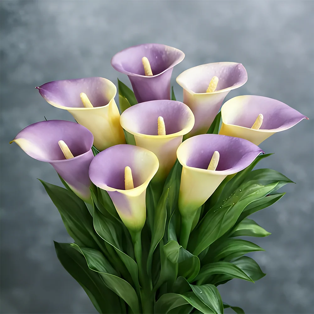 🌈✨ Mystical Aurora Calla Lily — Rare & Elegant Blooms