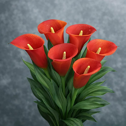 🌈✨ Mystical Aurora Calla Lily — Rare & Elegant Blooms