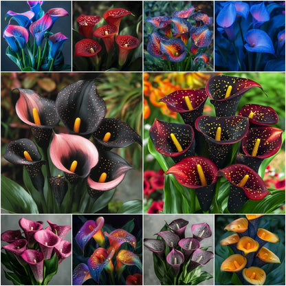 🌈✨ Mystical Aurora Calla Lily — Rare & Elegant Blooms