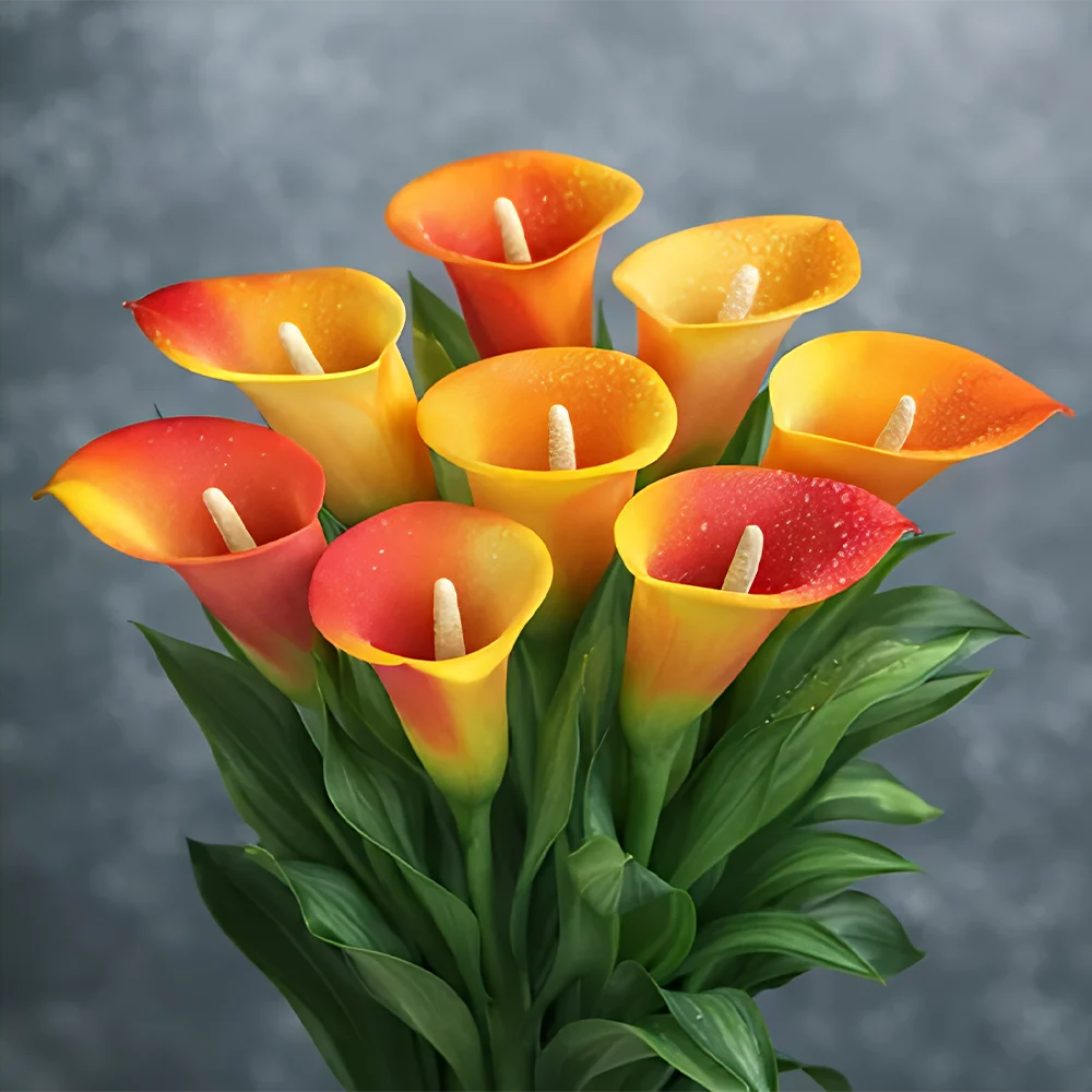 🌈✨ Mystical Aurora Calla Lily — Rare & Elegant Blooms