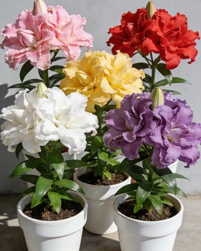 🌸56% OFF Romantic Double Lily Bulbs🌼