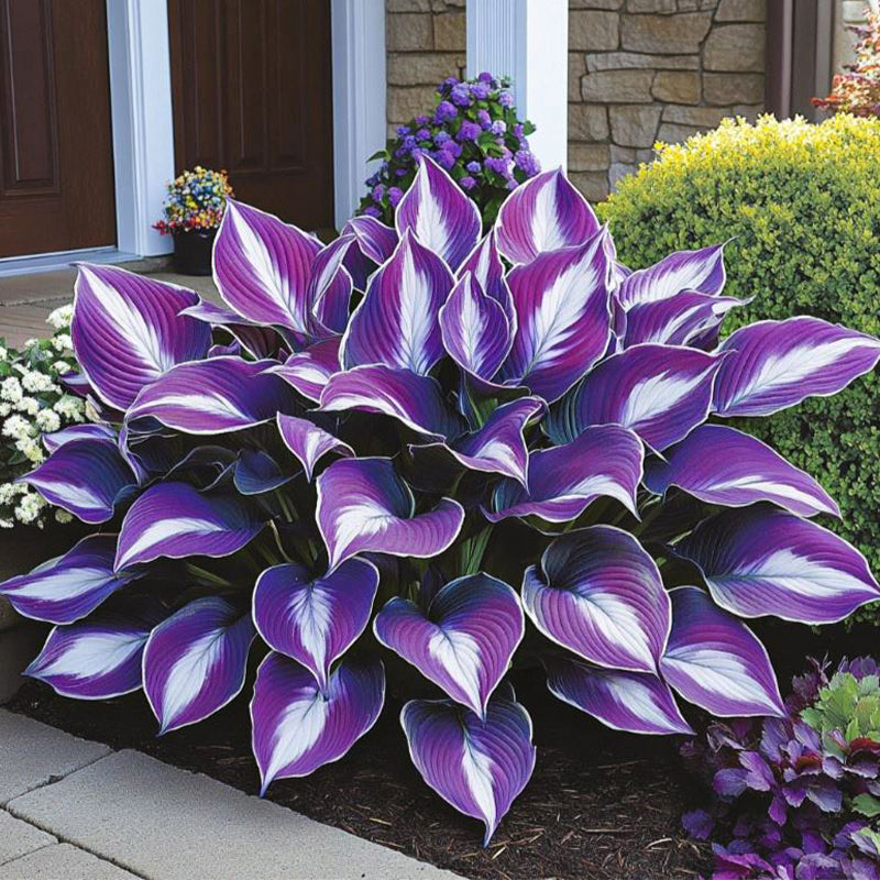 🍃 Exclusive Hosta Bulbs – Unique Foliage, Effortless Beauty