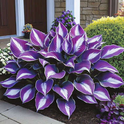🍃 Exclusive Hosta Bulbs – Unique Foliage, Effortless Beauty