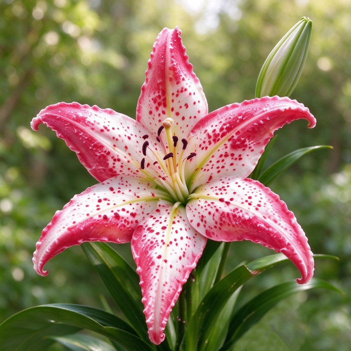 🌟 Rare Starfish Lily Bulbs – Stunning Multicolor Star-Shaped Blooms