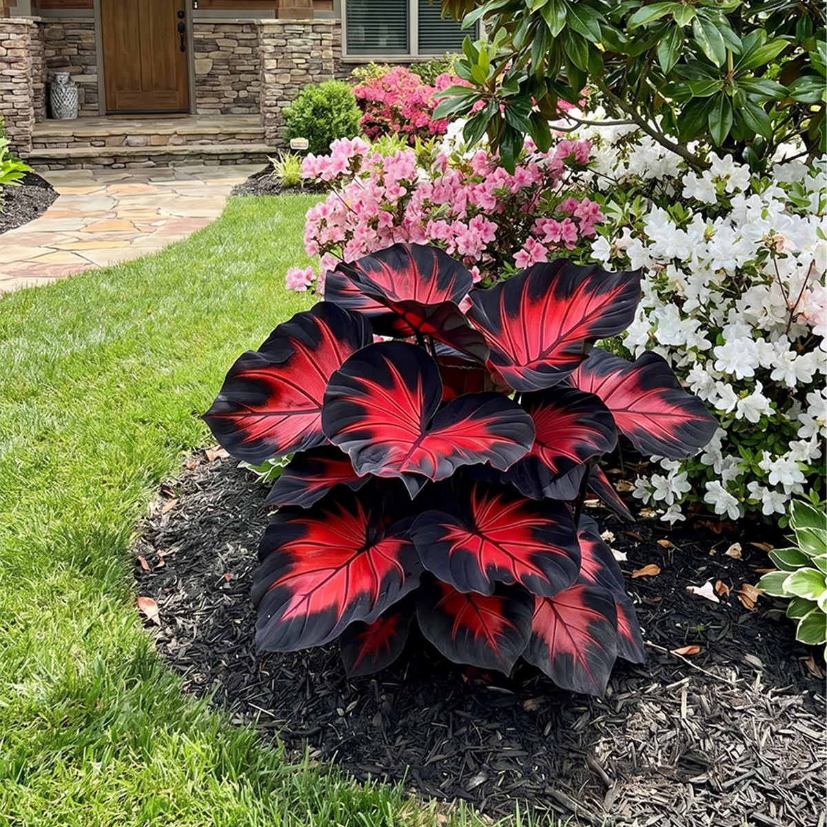 🔥 Premium Giant Caladium Bulbs 🌿🌈 Easy Care & Cold Hardy &Giant Leaves