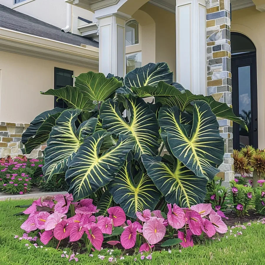 🔥 Premium Giant Caladium Bulbs 🌿🌈 Easy Care & Cold Hardy &Giant Leaves