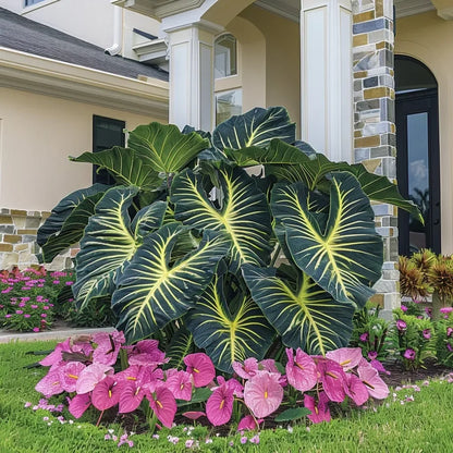 🔥 Premium Giant Caladium Bulbs 🌿🌈 Easy Care & Cold Hardy &Giant Leaves