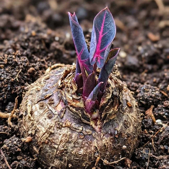 🔥 Premium Giant Caladium Bulbs 🌿🌈 Easy Care & Cold Hardy &Giant Leaves