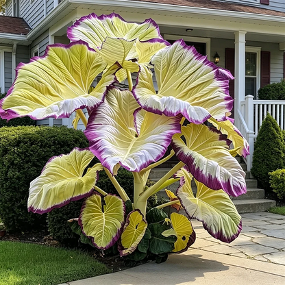 🔥 Premium Giant Caladium Bulbs 🌿🌈 Easy Care & Cold Hardy &Giant Leaves
