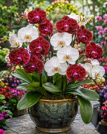 🌌🌸 Rare Galaxy Orchid Bulb— Bring Cosmic Beauty to Your Garden