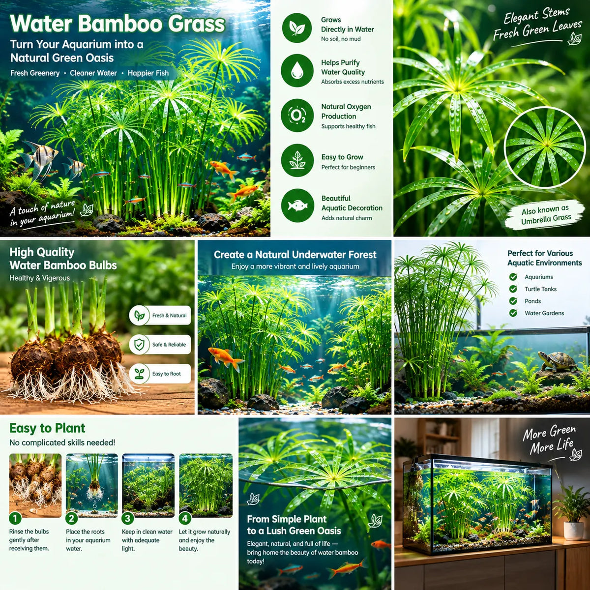 🌿Water Bamboo Bulbs-Hydroponic Umbrella Plant – Natural Water Purifier for Aquariums. Turtle Tanks & Ponds