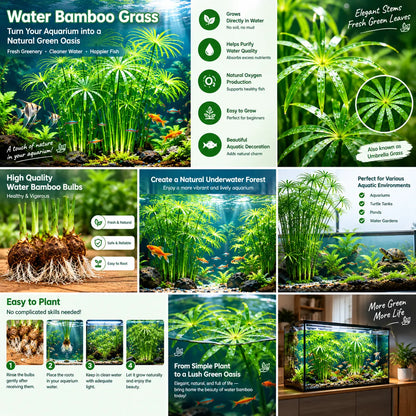 🌿Water Bamboo Bulbs-Hydroponic Umbrella Plant – Natural Water Purifier for Aquariums. Turtle Tanks & Ponds