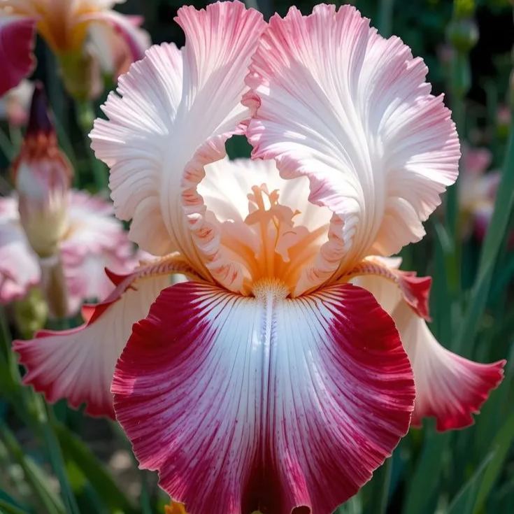 ⚜️Signature Tall Bearded Iris – Premium Garden Edition⚜️