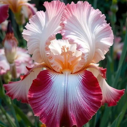 ⚜️Signature Tall Bearded Iris – Premium Garden Edition⚜️