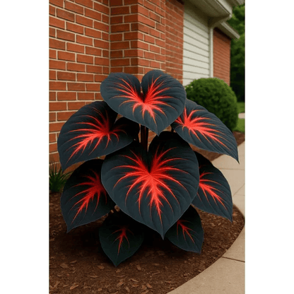🌿Garden Favorite Hosta Bulbs – Rare & Beautiful Perennial Flowering Plants🎁