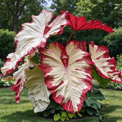 🎊 Giant Caladium Bulbs – Exotic Multicolor Foliage That Brightens Any Garden