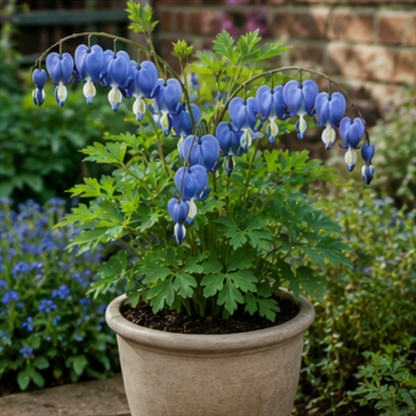 💖Bleeding Heart Seeds🦋 - A Heart That Blooms for You🌸
