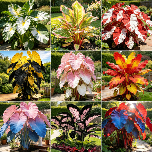 🔥Hot sale🪴Premium Giant Elephant Ear Bulbs ✨🌿