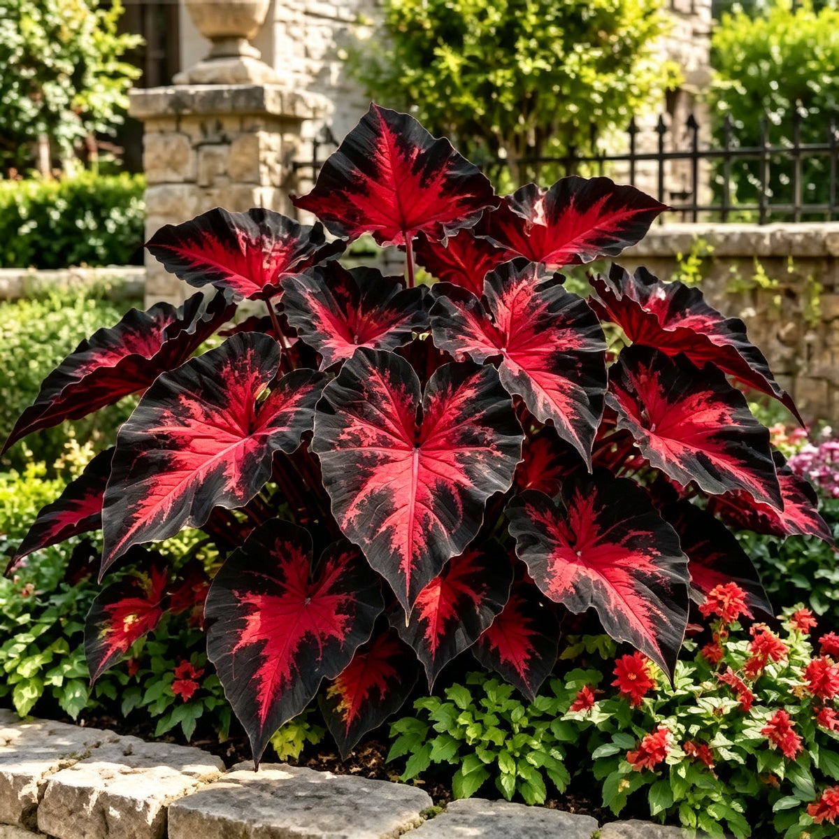 💖 Rainbow Beauty Caladium Bulbs – Lush Multicolor Leaves for a Dreamy Garden