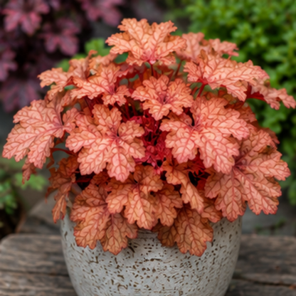 🎨Add Elegant Color to Your Garden - 🌱Heuchera Seeds🌿