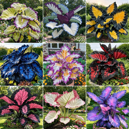 🎊 Giant Caladium Bulbs – Exotic Multicolor Foliage That Brightens Any Garden