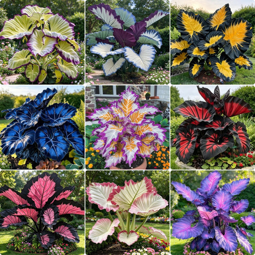 🎊 Giant Caladium Bulbs – Exotic Multicolor Foliage That Brightens Any Garden
