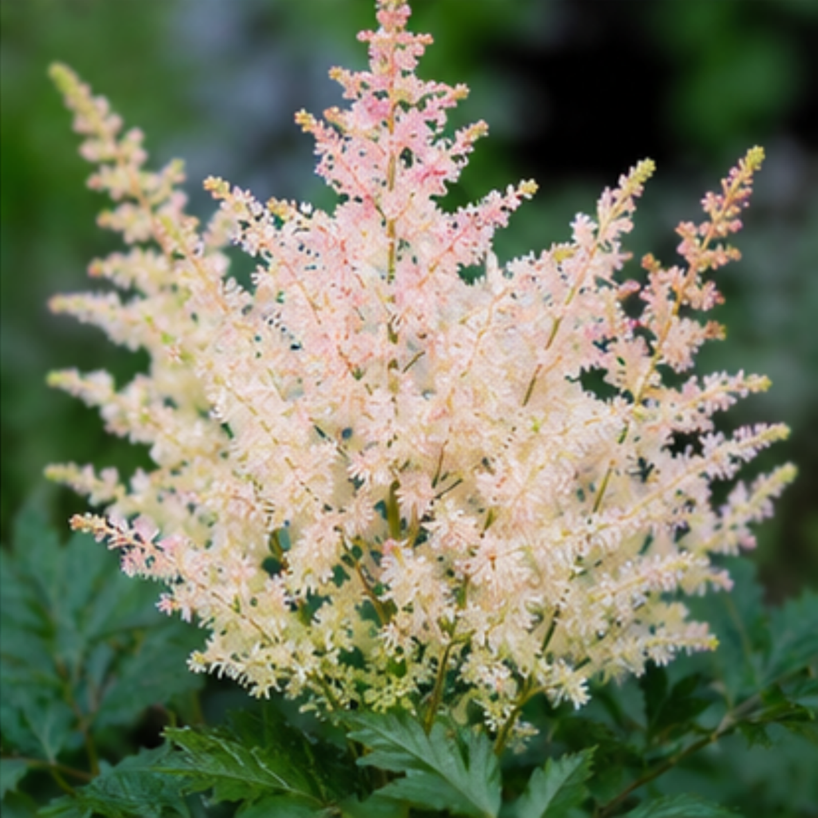 🌸Shade Garden Beauty Astilbe – Hardy, Easy-Care Flowering Bulbs🌿