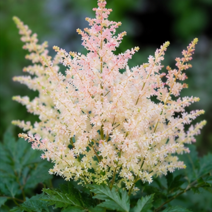 🌸Shade Garden Beauty Astilbe – Hardy, Easy-Care Flowering Bulbs🌿