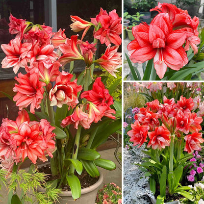 🌺 Amaryllis Bulbs | Grow Bold, Beautiful Blooms