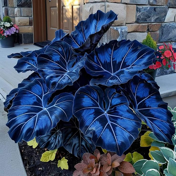 🌿Garden Favorite Hosta Bulbs – Rare & Beautiful Perennial Flowering Plants🎁