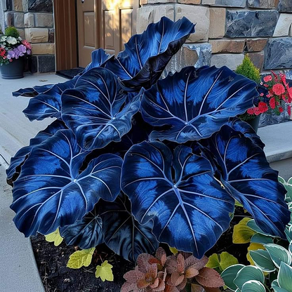 🌿Garden Favorite Hosta Bulbs – Rare & Beautiful Perennial Flowering Plants🎁