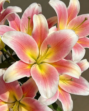🌸56% OFF Romantic Double Lily Bulbs🌼