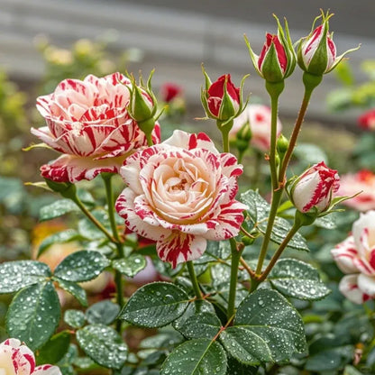 ✨ Neil Diamond Rose - A True Garden Gem