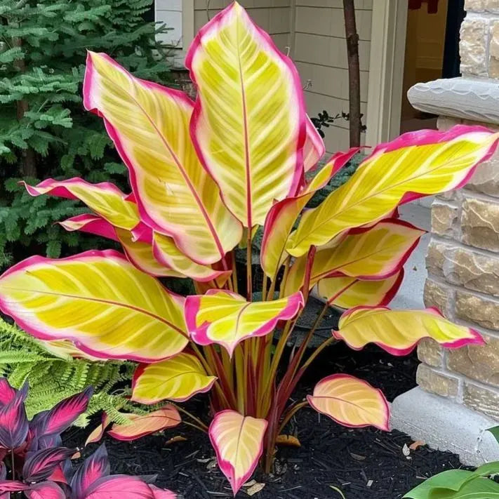 🌱 Rare Giant Hosta Bulbs – Lush, Tall & Shade-Loving Garden Beauty