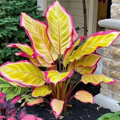 🌱 Rare Giant Hosta Bulbs – Lush, Tall & Shade-Loving Garden Beauty