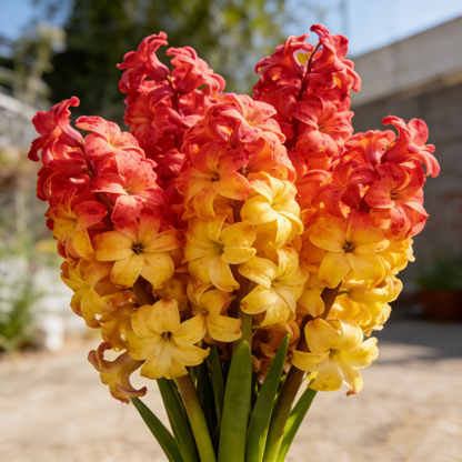 🌟New Arrival🌷Premium Hyacinth Bulbs – Fragrant Color Mix✨