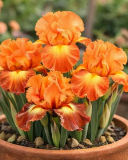 🔥Hot Sale🔥-💐Iris Bulbs🌸