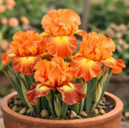 🔥Hot Sale🔥-💐Iris Bulbs🌸