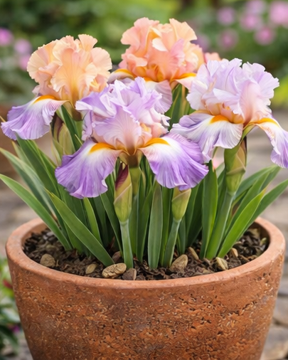 🔥Hot Sale🔥-💐Iris Bulbs🌸
