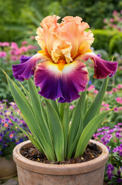 🔥Hot Sale🔥-💐Iris Bulbs🌸