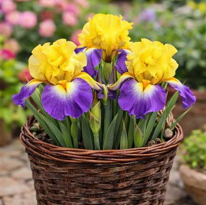 🔥Hot Sale🔥-💐Iris Bulbs🌸