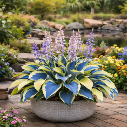 🌿 Shade-Loving Hosta Bulbs — Easy, Lush Growth Year After Year